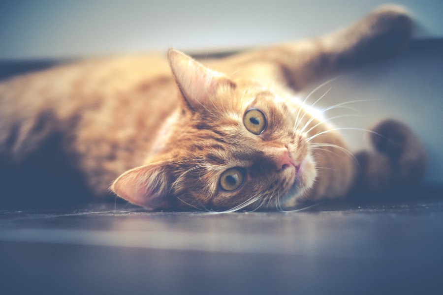 gatito, bebé de gato, animales jóvenes, agresivo, caza, gato, pieles, encantadora, animales, carnívoros, lindo, esponjoso, cabello, bebé, mamífero, pata, mascotas, juguetón, retrato, pura sangre, pequeños, curioso, querido , fotos gratis,  imágenes gratis, Gato doméstico, Cabeza de animales Retrato, Gato melado, Monada, Gatito, Animales, Fotografía, Mirando a la cámara, Animal doméstico, Animal joven, Color, Día, Horizontal, Interior, Mascota, Nadie, Ojo de Animales, Parte del cuerpo animales Temas de animales, Un animales adorable, tierno, mascota, peludo, melena, colores, pelos, rayas, felino, minino, micifuz, michino, madrileño, felido, gatuno
