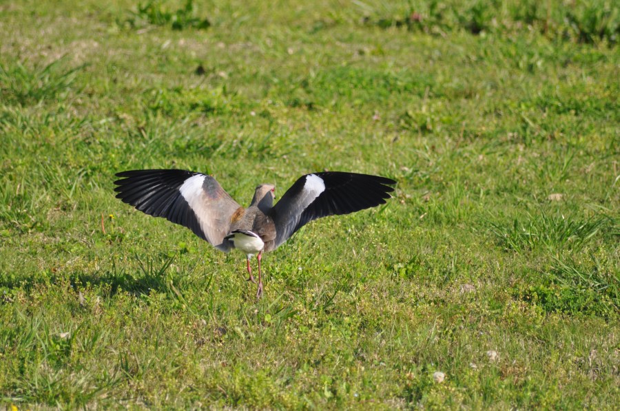 Tero, Alas, Ave, Pajaro