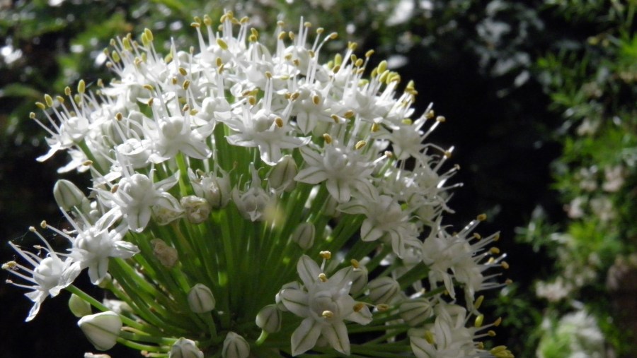 Flor, Flores, Cebolla