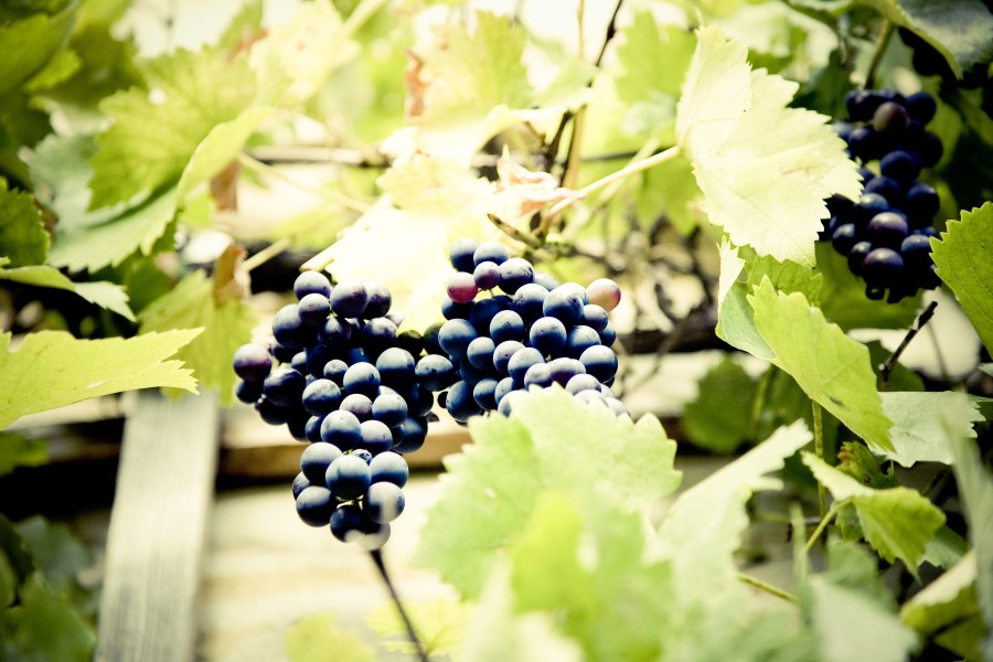 uva, uvas, frutas, fruto, racimo, viñedo, roja, negra, 