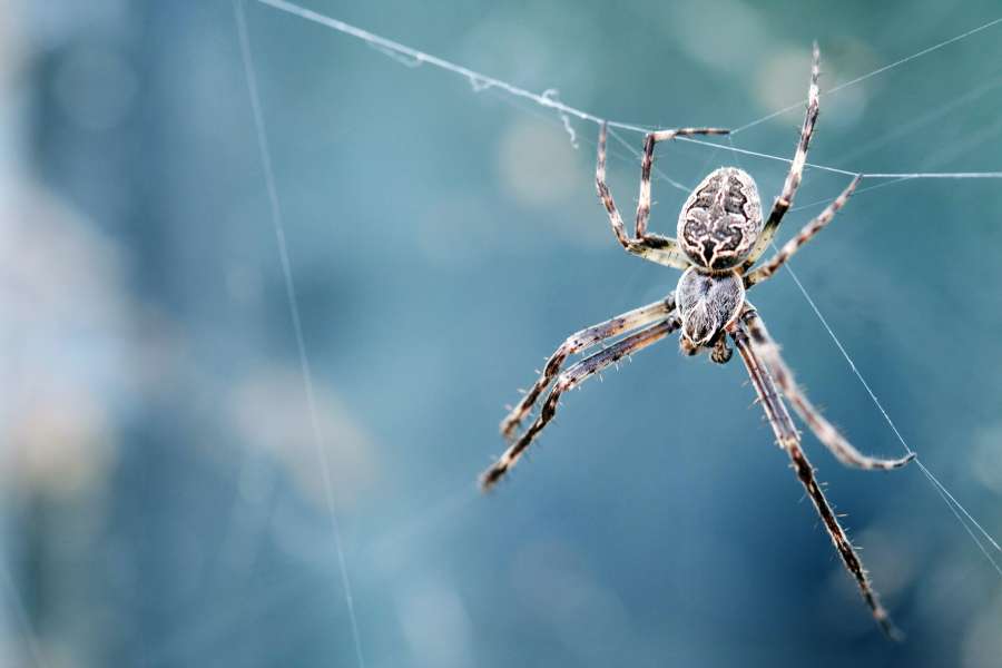 araña, insecto, copyspace, primer plano, naturaleza, 
