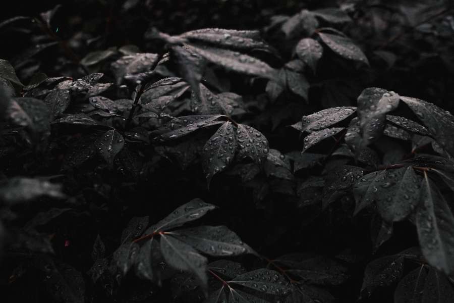 Hoja, Gota de agua, Gota de agua, Gota de lluvia, Gota de agua, Hojas, Árbol, Negro, Oscuro, Papel tapiz, Fondos de pantalla negros, Fondo negro, Fondos de pantalla hd