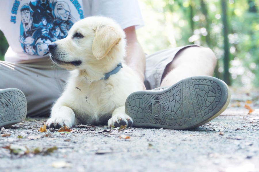 mascota, animales perro, cachorro, aire libre, dia, exterior, una persona, gente, joven, paseo, pasear, 