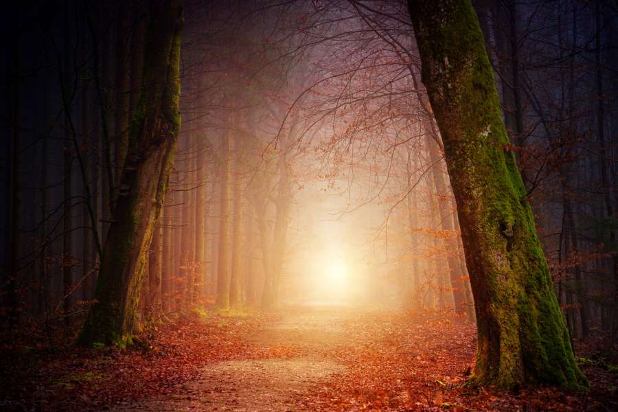 Bosque, luz, paisaje, follaje, madera, parque, hermoso, árbol, naturaleza, soleado, luz solar, belleza, sol, brillo, natural, medio ambiente, sol, verde, hojas, árboles, plantas, bosques, al aire libre, temporada, camino, brillante, primavera, secreto, rocas, colores, rayo, fuego, miedo, mago, demonio, largo, rana, oscuro, fantasma, salvaje, luz de la luna, mujer, extraño, miedo, cocineros, frondoso, halloween, magia, ira, trópicos, Peligro, sombra, sapo, misterio, azul, espeluznante, gritando, encorvado, ruinas, templo, mago, mal, piedras, caldero, bruja, antiguo, gótico, ritual, noche, horror, gótico, poción, negro, medieval, niña, gritos, sacrificio, fotografía, desnudo, desierto, vibrante, campo, pintoresco, sendero, callejón, marrón, naranja, colorido, viga, fresco, otoño, camino, dorado, camino, plantas, río, tronco, tranquilo, pino, día, color, otoño, rojo, amarillo, rural, intacto, bosque, paisaje, ecología, vegetación, arbusto, durante el día, trópico, áreas silvestres, al aire libre, clima, virgen, foto, selva, a través de, bosque tropical, nadie, escénico, lluvia bosque, flora, selva tropical, ambiental, indómito, exterior, luz del día, mañana, tropical
