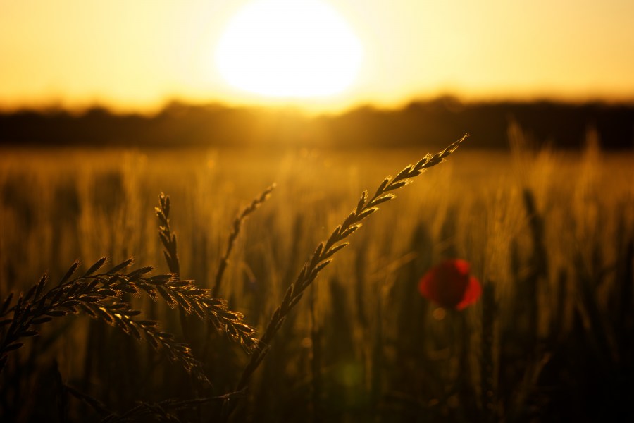 Amapolas,Amapola,Campo,Sunset,Amanecer,Atardecer,Luz de fondo,Puesta del Sol