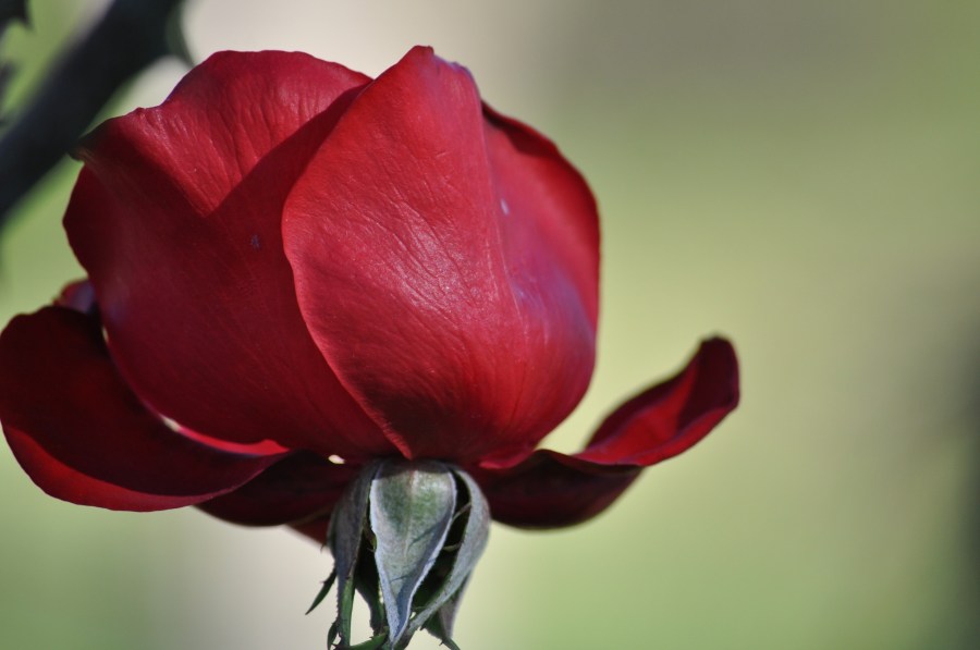 Flor, Rosa, Roja, Petalos, Petalo