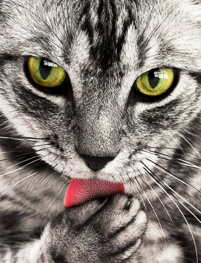 gatito, bebé de gato, animales jóvenes, agresivo, caza, gato, pieles, encantadora, animales, carnívoros, lindo, esponjoso, cabello, bebé, mamífero, pata, mascotas, juguetón, retrato, pura sangre, pequeños, curioso, querido , fotos gratis,  imágenes gratis, Gato doméstico, Cabeza de animales Retrato, Gato melado, Monada, Gatito, Animales, Fotografía, Mirando a la cámara, Animal doméstico, Animal joven, Color, Día, Horizontal, Interior, Mascota, Nadie, Ojo de Animales, Parte del cuerpo animales Temas de animales, Un animales adorable, tierno, mascota, peludo, melena, colores, pelos, rayas, felino, minino, micifuz, michino, madrileño, felido, gatuno, blanco y negro, ojos verdes, lengua, lavandose, fondos de pantalla hd, fondos de pantalla 4k, resolucion 4k, salvapantalla