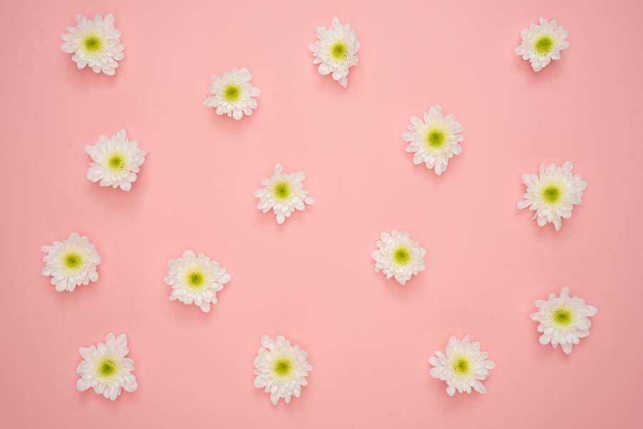 abstracto, arte, hermoso, flor, flor, decoración, diseño, elemento, flora, flores, gráfico, ilustración, hoja, papel, patrón, fondo de color rosa, papel pintado, flores blancas, fondos de pantalla 4k 