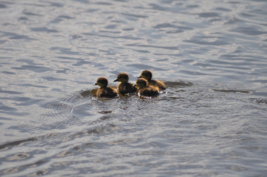 Patos,Patitos,Bebes,cuatro
