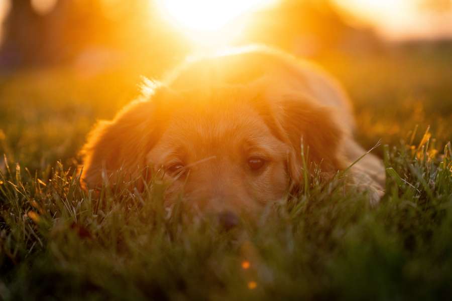 animal, cachorro, césped, perro perdiguero, lindo, perro, canino, verde, naturaleza, feliz, labrador, mascota, hermoso, fondo, puesta de sol, fuera, verano, de pura raza, divertido, estilo de vida, jugando, adorable, cara, joven, acostado, campo, colorido colorido, colourful, de campo, dulce, el aire libre, estilita, estudio, hermoso, lille, ligero, mujer, niño, parque, pedigrí, primaveral, primaveral, raza, sentándose, uno, vespertino