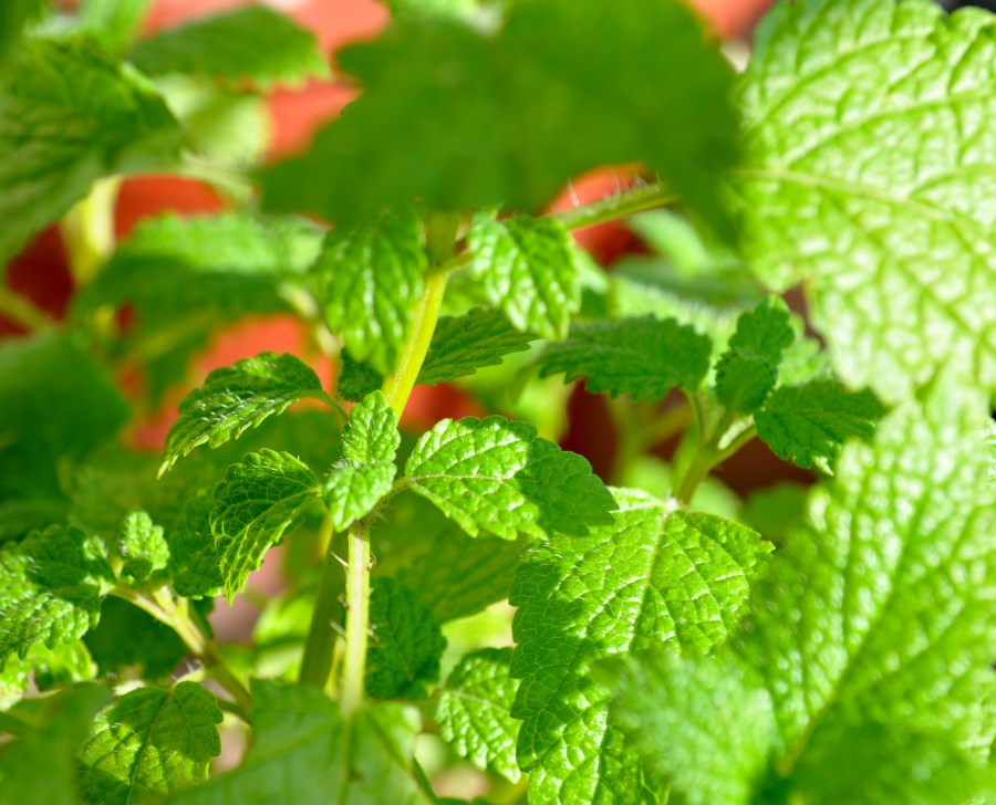 planta, hoja, hojas, menta, aromatica, aromatico, sabor, natural, naturaleza, verde, verano, jardin, 