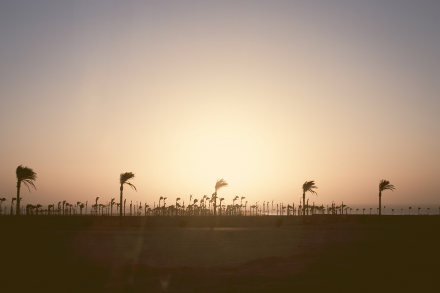 atardecer, paisaje, costa, palmeras, dia, arbol, arboles, palmar, arbol de palmera, 