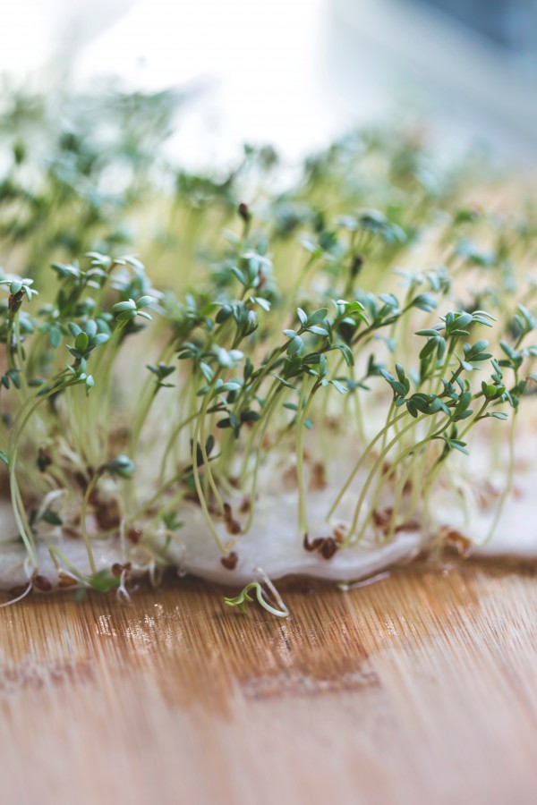 brote, germinacion, germinar, planta, crecer, naturaleza, educacion, experimento, comidas, 