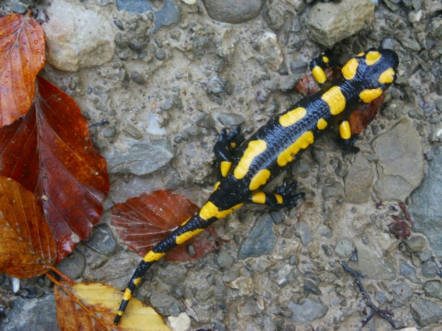 lagartija, gecko, animales reptil, naturaleza, vista de arriba, textura, amarillo, salamandra, 