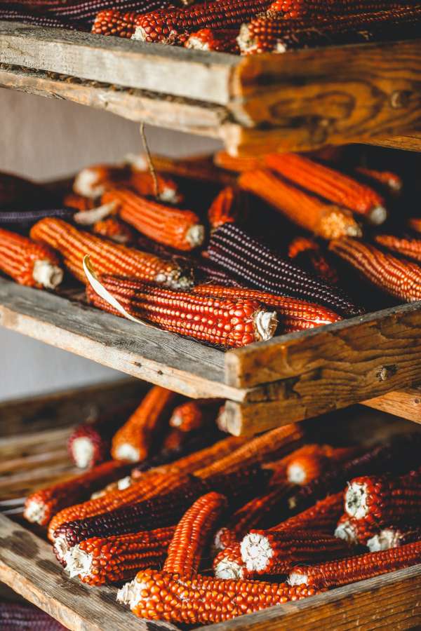 maíz, colorido, púrpura, mazorca, saludable, comida vegana, maíz, naturaleza, cosecha, orgánico, cultivos andinos, andino, nativo, agricultura, vegetales, Perú, comida de los andes, peruano, rojo, blanco, granja, grano, comida peruana, mercado, comida, ingrediente, Choclo, especies, cereales, amarillo, otoño, inca, Enfoque selectivo, nutrición, de cerca, natural, planta, Cordillera de los Andes, Super alimentos, tradicional, fondo, nutritivo, dieta, quechua, Crudo, nadie, culinario variedades, américa, semilla