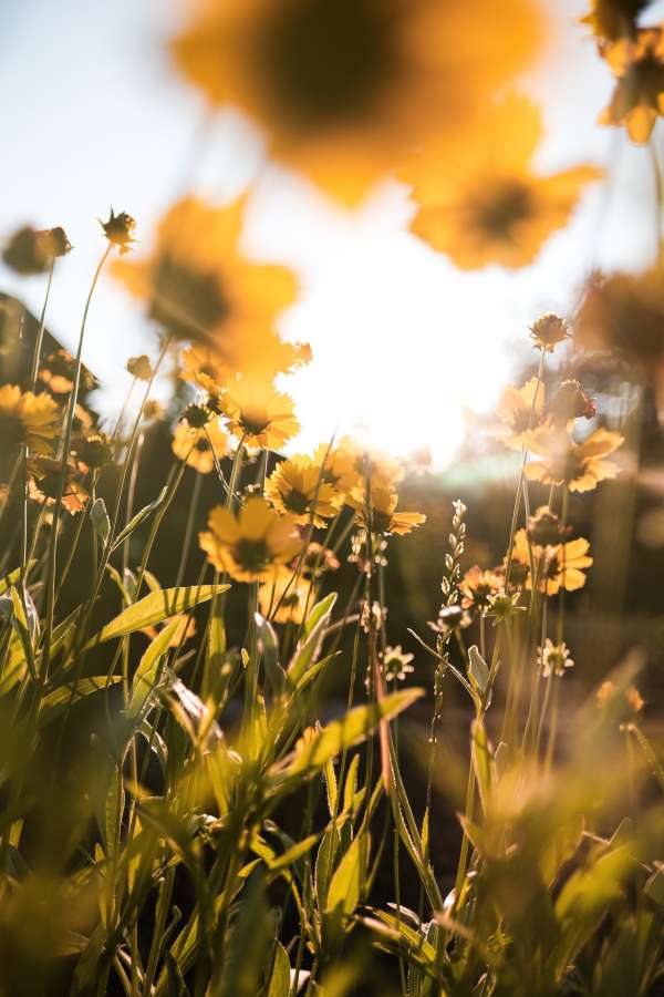 puesta de sol, prado, amarillo, flor, verano, planta, campo, primavera, naturaleza, flor silvestre, césped, flor, paisaje, natural, sol, hermoso, floral, fondo, verde, rural, cielo, salvaje, al aire libre, jardín, ligero, florecer, luz de sol, belleza, blanco, brillante, temporada, flora, soleado, Fresco, margarita, vistoso, color, amanecer, escena, manzanilla, de cerca, floreciente, rosado, ambiente, al aire libre, ver, rojo, púrpura, campo
