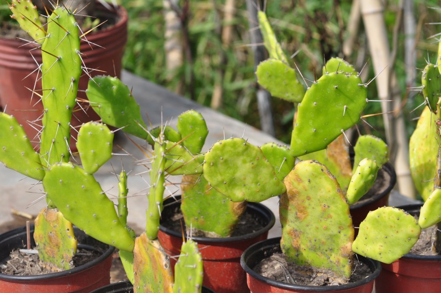 planta, plantas, vivero, cactus, cacto, naturaleza, espina, 