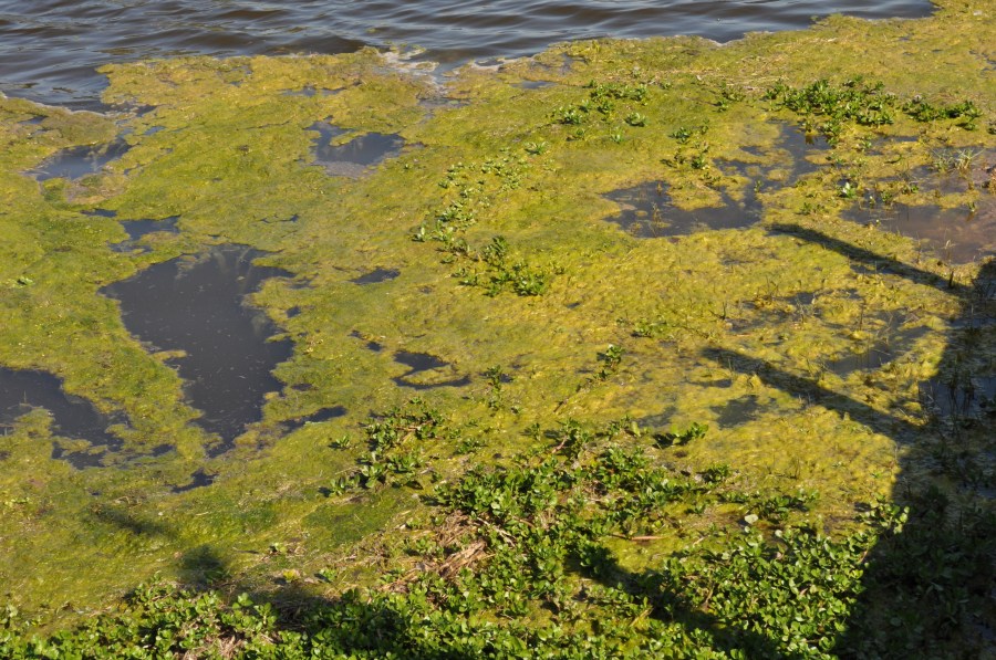 Vegetacion,Lago,Agua,Verdin,Verde