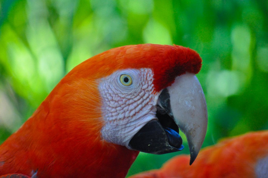 Ara chloropterus, ave, plumas, colorido, fauna, naturaleza, mamífero, animales tropical, guacamayo rojo, guacamayo aliverde, loros, vida silvestre