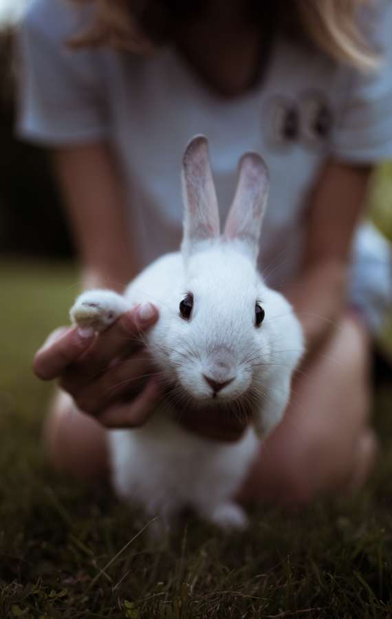 pequeño, mullido, estacional, joven, tendencias, vacaciones, sin rostro, tenencia, mamífero, oreja, liebre, pequeño, mano, bonita, naturaleza, uno, negro, al aire libre, bebé, anónimo, divertido, amor, lindo, cuidado, roedor, pelaje, manos, contento, no identificado, sostener, nacional, hermoso, conejo, primavera, granja, hembra, conejito, mascota, niña, fondo, persona, animal, ligero, mono, orgánico, vivir, cabello, rosado, adorable, mujer
