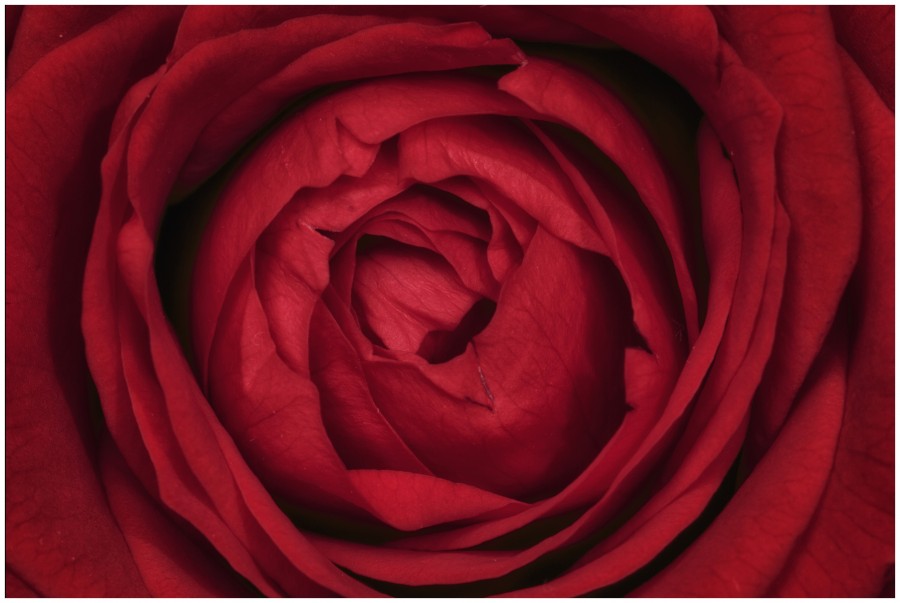 rosa, flor, rojo pasion, fondo, background, fragancia, petalo, petalos, roja, naturaleza, detalle, 