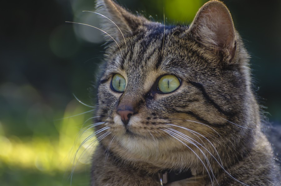 gatito, bebé de gato, animales jóvenes, agresivo, caza, gato, pieles, encantadora, animales, carnívoros, lindo, esponjoso, cabello, bebé, mamífero, pata, mascotas, juguetón, retrato, pura sangre, pequeños, curioso, querido , fotos gratis,  imágenes gratis, Gato doméstico, Cabeza de animales Retrato, Gato melado, Monada, Gatito, Animales, Fotografía, Mirando a la cámara, Animal doméstico, Animal joven, Color, Día, Horizontal, Interior, Mascota, Nadie, Ojo de Animales, Parte del cuerpo animales Temas de animales, Un animales adorable, tierno, mascota, peludo, melena, colores, pelos, rayas, felino, minino, micifuz, michino, madrileño, felido, gatuno

