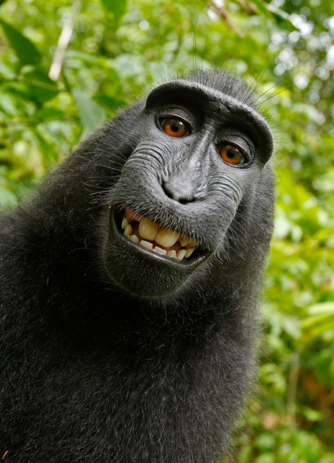 mono, simio, selfie, gracioso, divertido, uno, sonrisa, 
