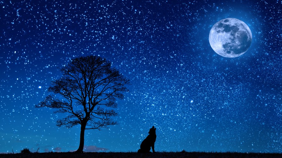 lobo, noche, nocturno, luna, aullar, aullando, salvaje, animales ilustracion, misterio, naturaleza, paisaje, luna llena, 