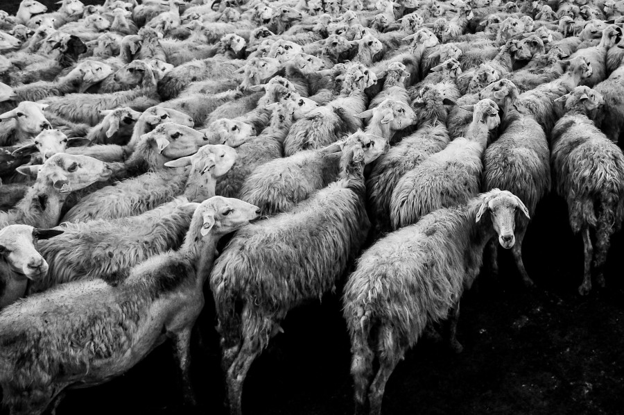 rebaño, oveja, ovejas, escena rural, muchos, animales animales, ganado, blanco y negro, 