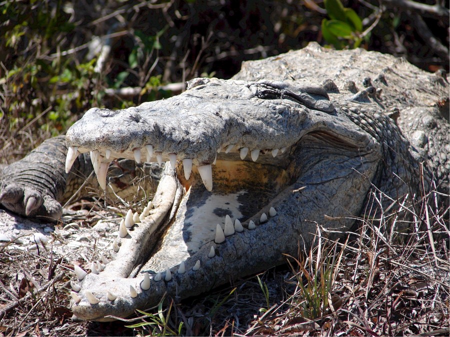cocodrilo, boca abierta, colmillo, colmillos, peligro, depredador, selva, ataque, reptil, 