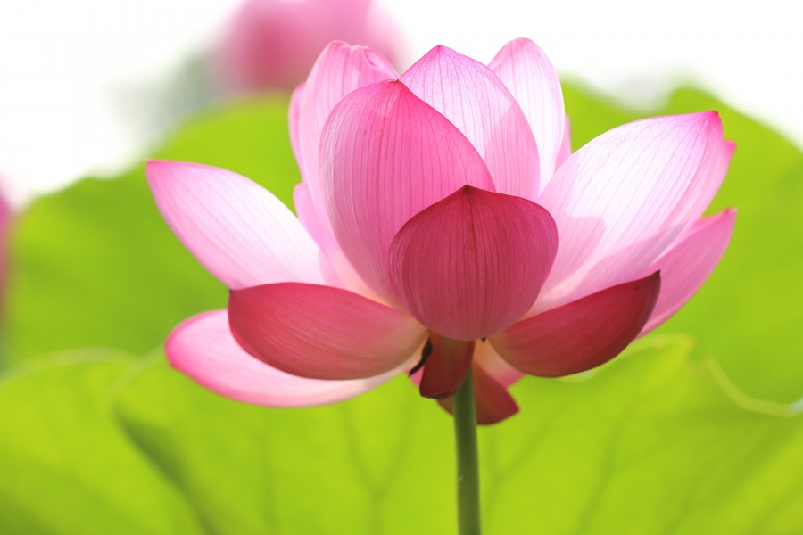 flor, flores, petalo, petalos, primer plano, rosado, rosa, naturaleza, fondo, background, 