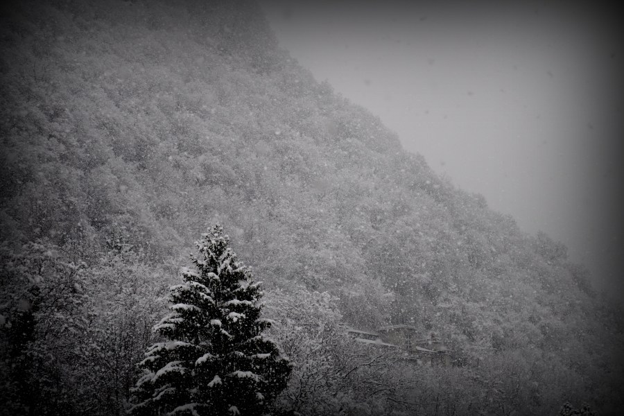 blanco y negro, montaña, nieve, invierno, pino, paisaje, dia, nevado, frio, fondo, 