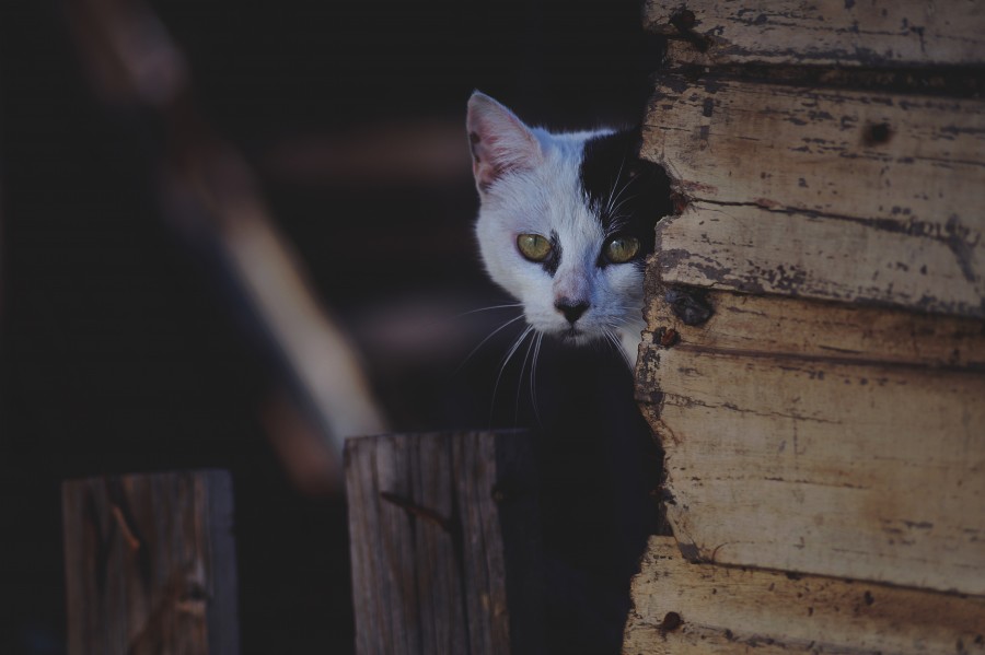 gatito, bebé de gato, animales jóvenes, agresivo, caza, gato, pieles, encantadora, animales, carnívoros, lindo, esponjoso, cabello, bebé, mamífero, pata, mascotas, juguetón, retrato, pura sangre, pequeños, curioso, querido , fotos gratis,  imágenes gratis, Gato doméstico, Cabeza de animales Retrato, Gato melado, Monada, Gatito, Animales, Fotografía, Mirando a la cámara, Animal doméstico, Animal joven, Color, Día, Horizontal, Interior, Mascota, Nadie, Ojo de Animales, Parte del cuerpo animales Temas de animales, Un animales adorable, tierno, mascota, peludo, melena, colores, pelos, rayas, felino, minino, micifuz, michino, madrileño, felido, gatuno