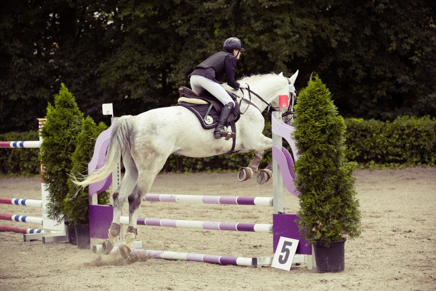 Equitacion, una persona, gente, caballo, salto, saltar, deportes, jinete, blanco, mujer, valla, obstaculo, 