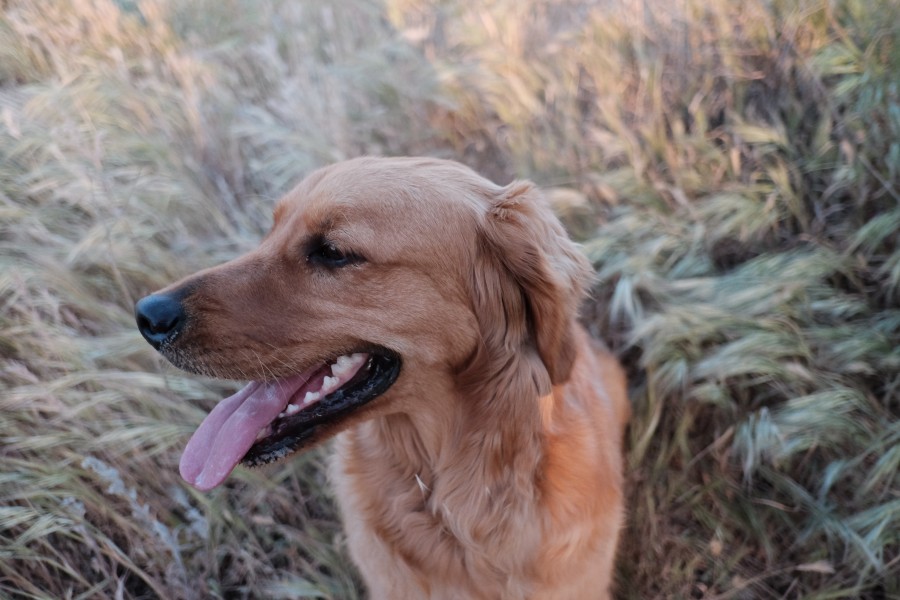 perro, animales exterior, mascota, golden, retriever, lengua, 