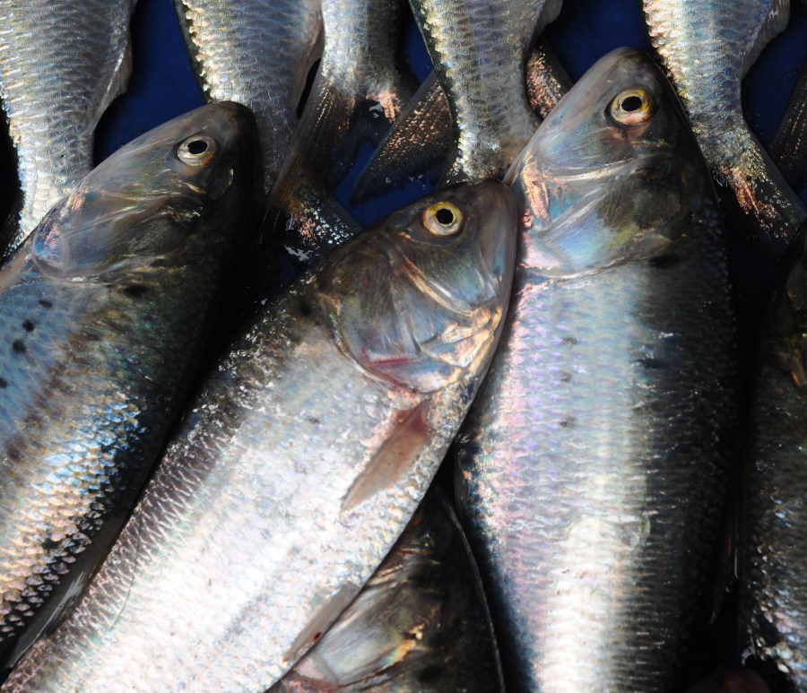 Bonito, Pescado, Crudo, Comidas y Bebidas, Comida
