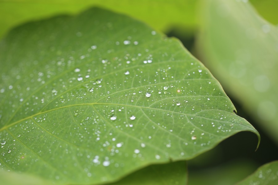 hoja, gota, verde, gotas, fondo, textura, nadie, rocio, 
