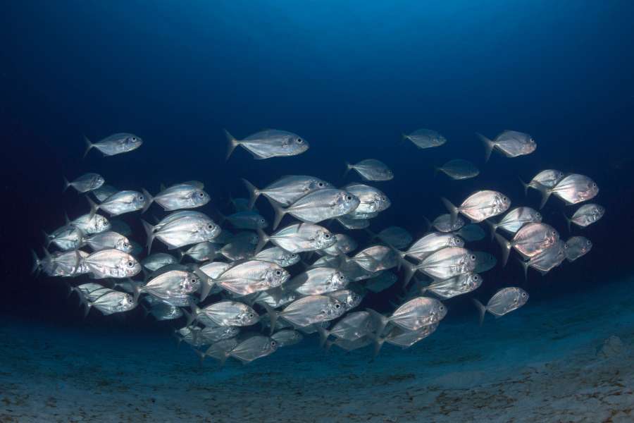 marina, mar, agua, pescado, océano, fauna silvestre, submarino, banco, naturaleza, debajo, vida, arrecife, acuático, exótico, animal, submarino, coral, acuario, escafandra autónoma, tropical, rojo, Egipto, mundo, laguna, maldivas, trópico, paisaje, snorkel, esponja, escuela, buceo, jardín, agua, atolón, profundidad, sumergido, paisaje marino, profundo, caribe, vistoso, australia, hawai, indio, viajar, azul, salvaje, medio ambiente, color, banco de peces, pez tropical
