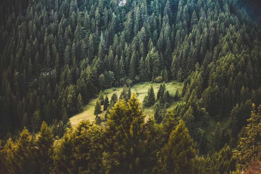 splitshire, montaña, paisaje, pino, pinos, arbol, bosque, arboles, vista de arriba, 