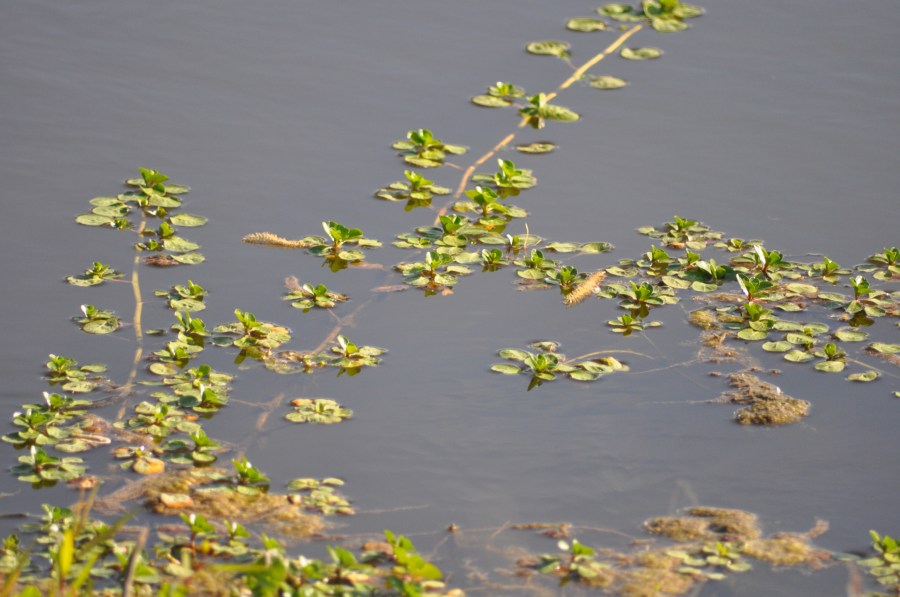 Hojas, Flotando, Flotar, Lago, Plantas