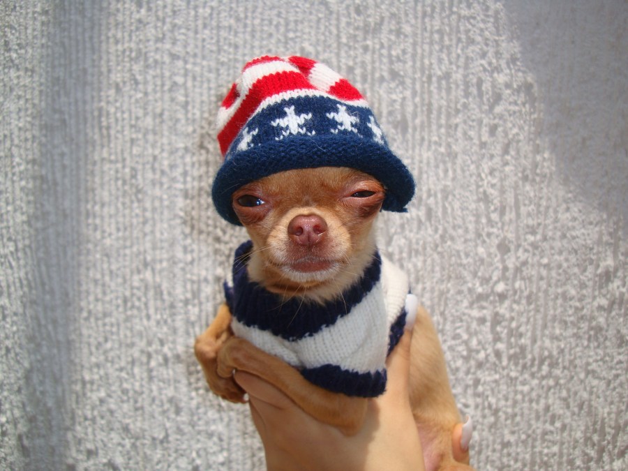Chihuahua,Perro,Tierno,Cute,Vestido,Ropa,Gorro,Sombrero,Pequeño,Chico,Mascota