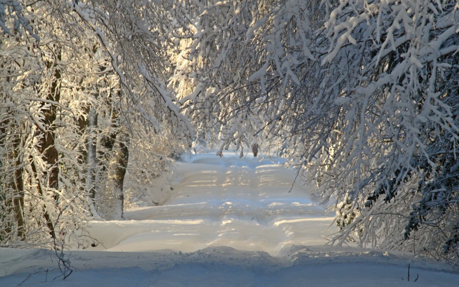 paisaje, nieve, nevado, bosque, amanecer, mañana, nadie, naturaleza, camino, calle, 