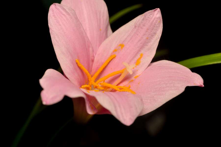 lirio, flower, nature, background