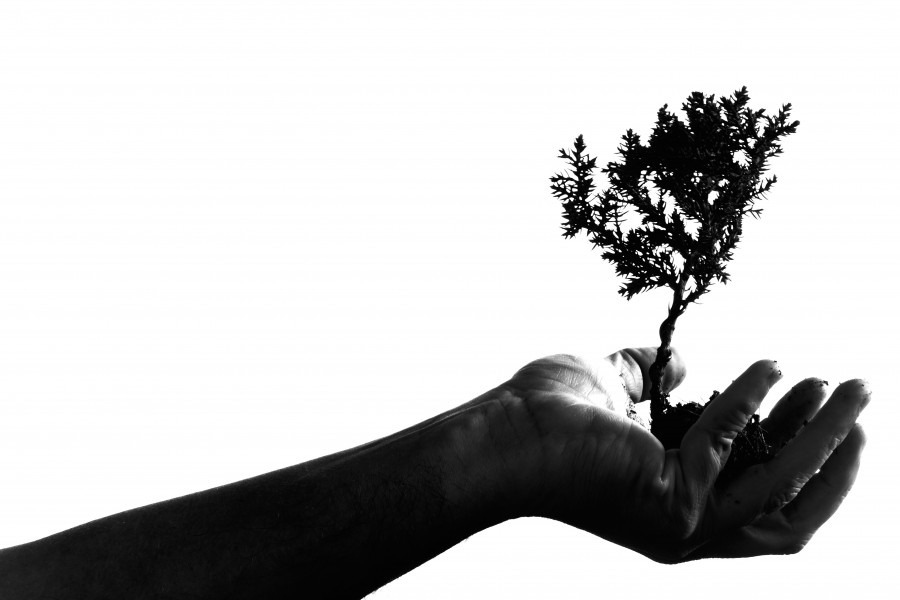 concepto, blanco y negro, manos, arbol, naturaleza, crecer, crecimieto, fondo, background, blanco, una persona, gente, hombre, ecosistema, equilibrio, cuidado, 