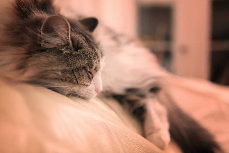 Gato, Gatos, Gatitos, Gatito, Descanso, Descansando, Mascota, mascotas, 