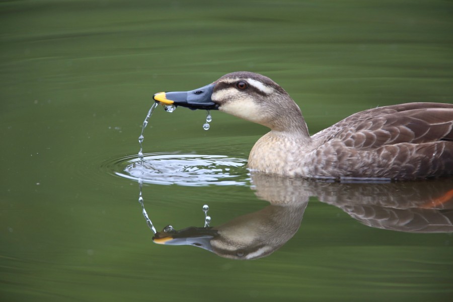 pato, animales ave, primer plano, 