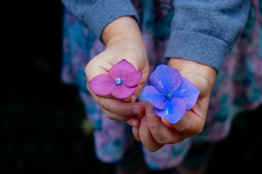una persona, gente, hombre, vestido, violeta, flor, flores, manos, concepto, dos, eleccion, primavera, belleza, 