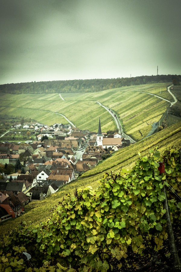 Anbau, Berg, Bocksbeutel, Flasche, Fhre, Gourmet, Heckenwirtschaften, Kulinarik, Main, Mainfranken, Nordheim, Rebe, Rebstock, Tal, Tourismus, Unterfranken, Vogelsburg, Wein, Weinbaugebiet, Weinfest, Weinfranken, Weinstube, Winzer, Wirtshauskultur, flussbett, franken, genuss, oberfranken, wandern, wirtshaus, Alemania, Europa, Viñedo, 