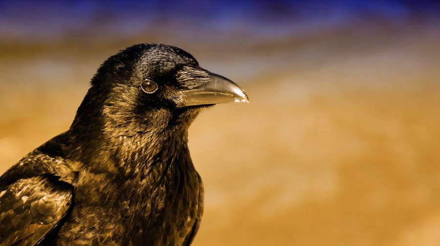 cuervo negro, cuervo, negro, retrato, animal, aviar, fondo dorado, pico, pájaro, observación de aves,aves, garras, corvus, curioso, oscuro, fauna, pluma, mirando, migrante