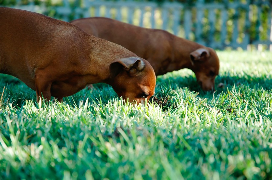 animales animales, perro, perros, mascota, jardin, comidas, comer, salchicha, alimento, marron, 